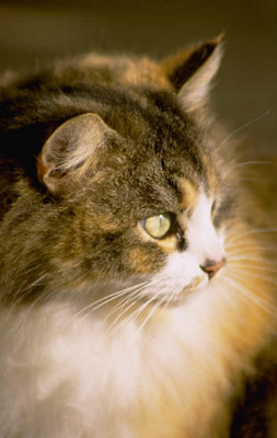 animal communication
