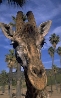 ANIMAL COMMUNICATOR