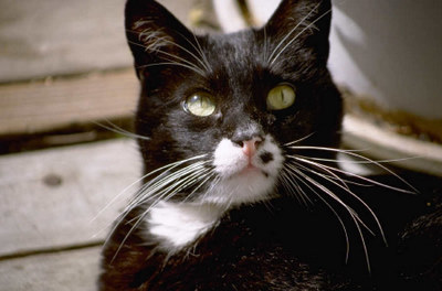 ANIMAL COMMUNICATOR