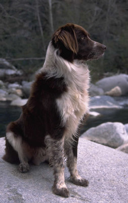 animal communication