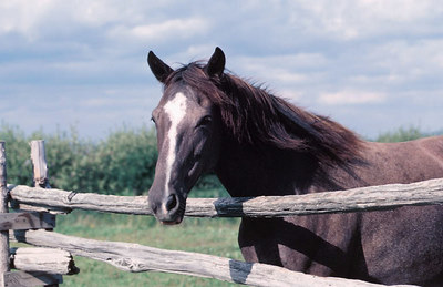 animal communication