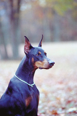 ANIMAL COMMUNICATOR