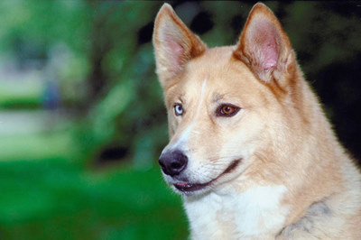 ANIMAL COMMUNICATOR